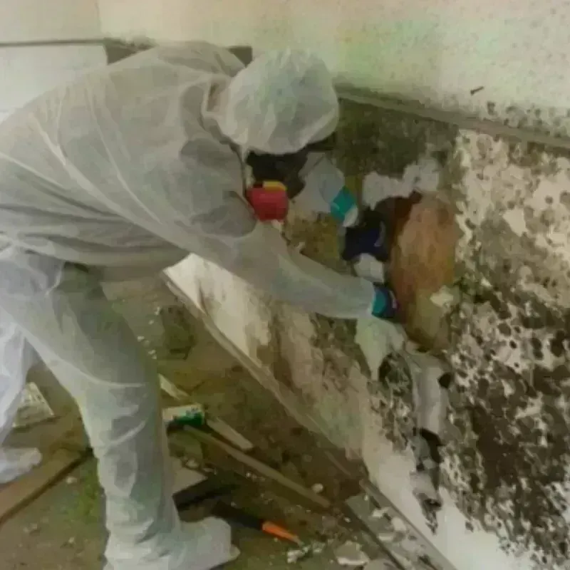 Mold Remediation and Removal in Georgetown, OH